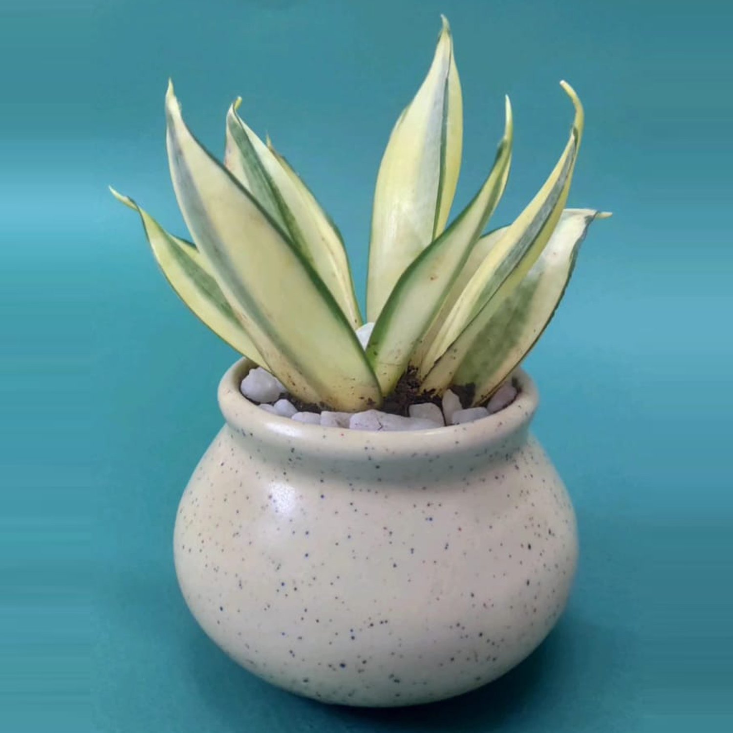 Matka shaped ceramic Desk pot plants